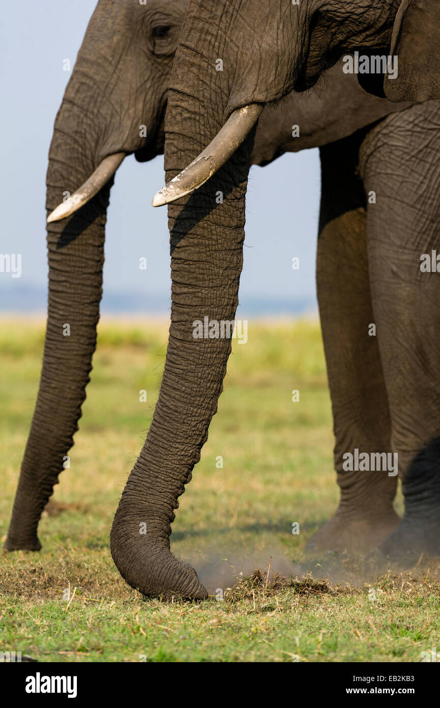 Un par de elefantes africanos que pastan en pastos cortos en un humedal isla. Foto de stock