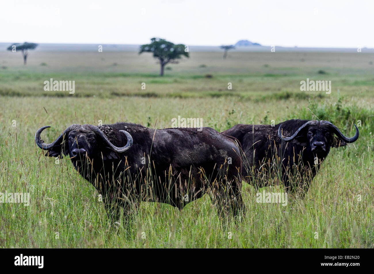 Un par de desconfiar y alertar AAfrican Buffalo en la vasta llanura de pastizales de sabana. Foto de stock