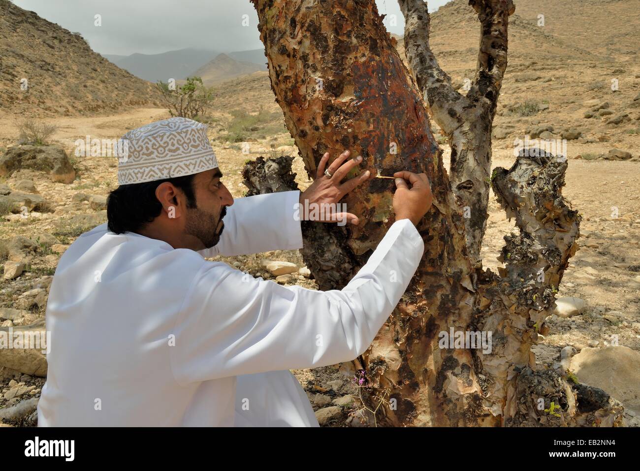 Hombre local la recolección de la Resina preciosa de un árbol de incienso (Boswellia sacra), cerca de la región de Dhofar, Mughsayl, Orient, Omán Foto de stock