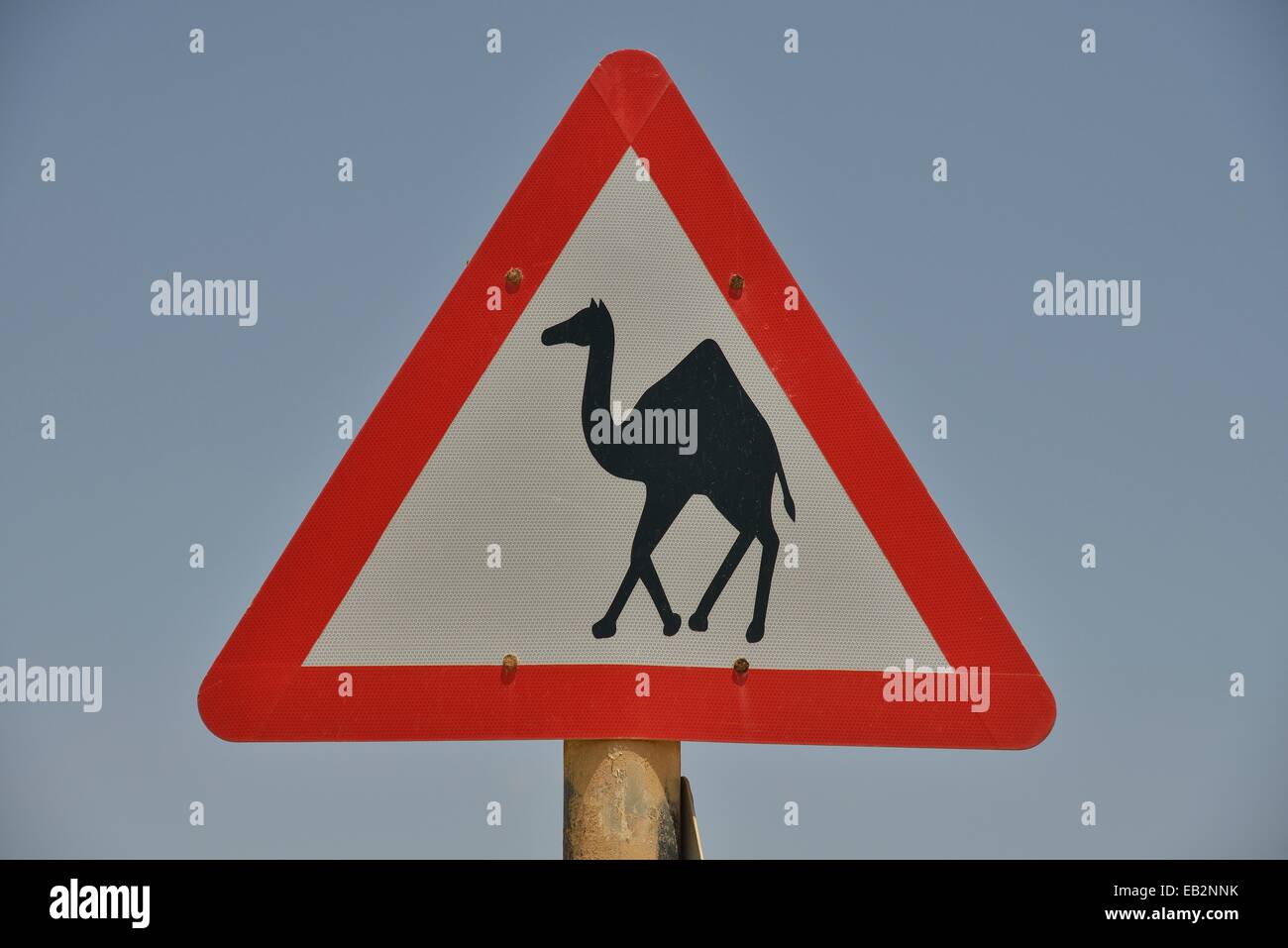 La señal de advertencia "Precaución de camellos", cerca de la región de Mirbat, Dhofar, Omán Foto de stock
