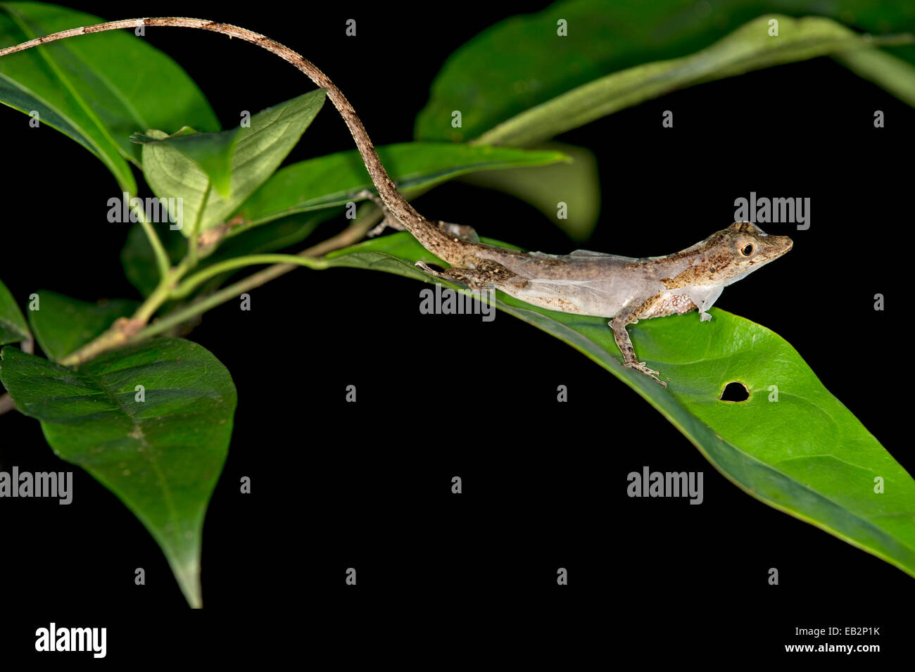 La Ortoni Anole, un lagarto (Anolis ortonii) derramando su piel, Reserva Natural de Tambopata, región de Madre de Dios, Perú Foto de stock