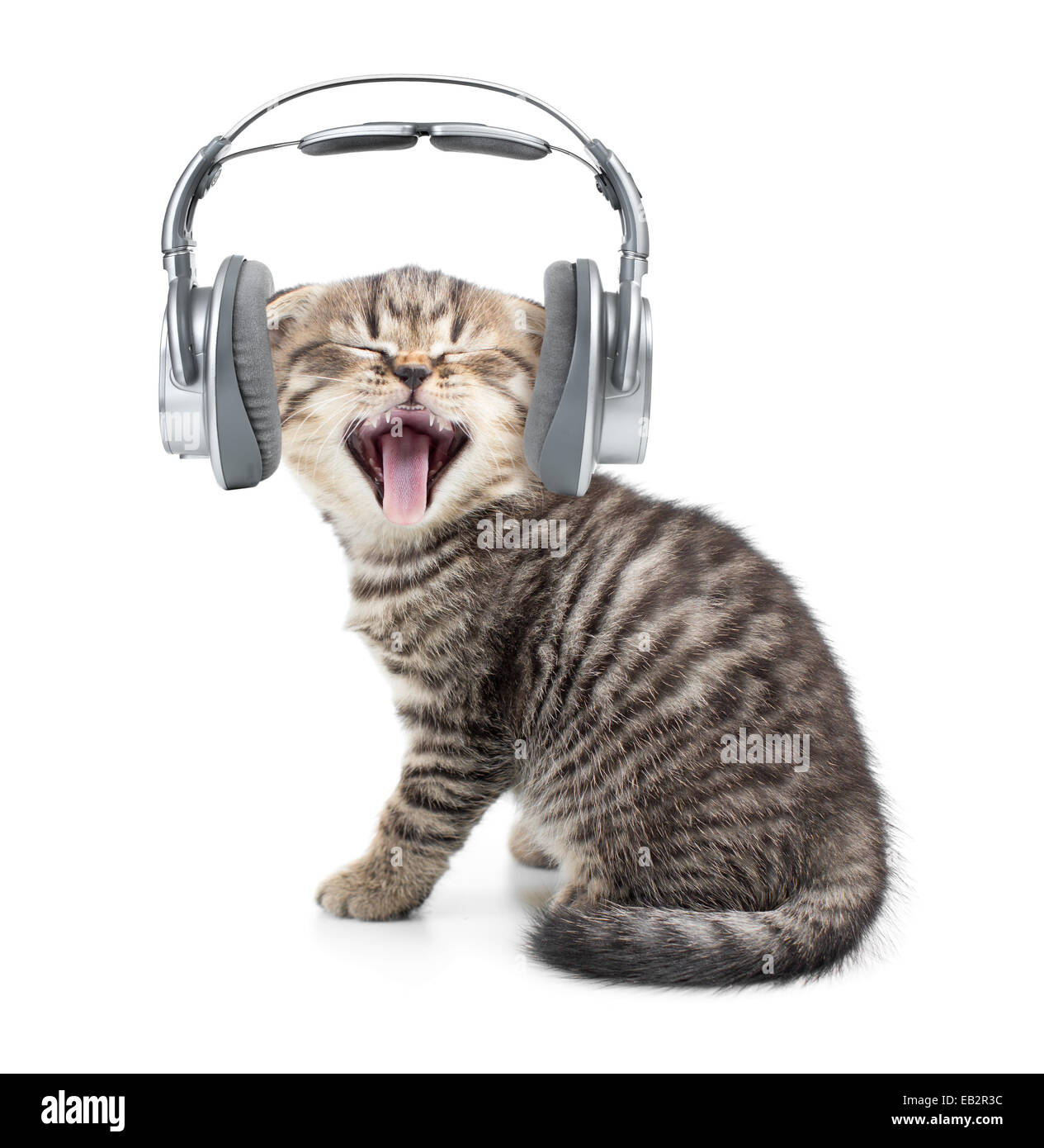 Gato musical😺🎵🎶