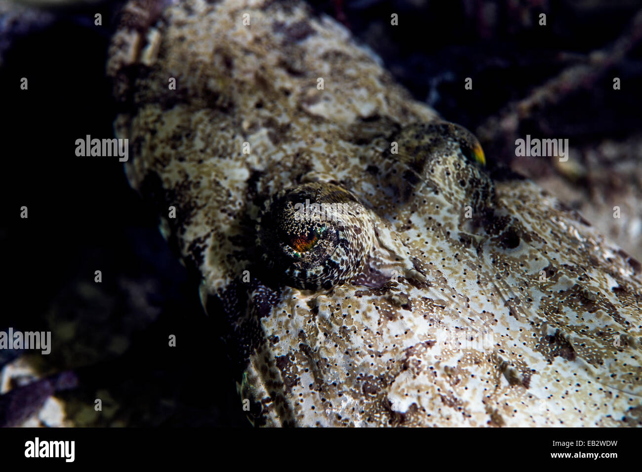 Los ojos de un camuflado pez cocodrilo descansando bajo una roca saliente en un arrecife de coral tropical. Foto de stock