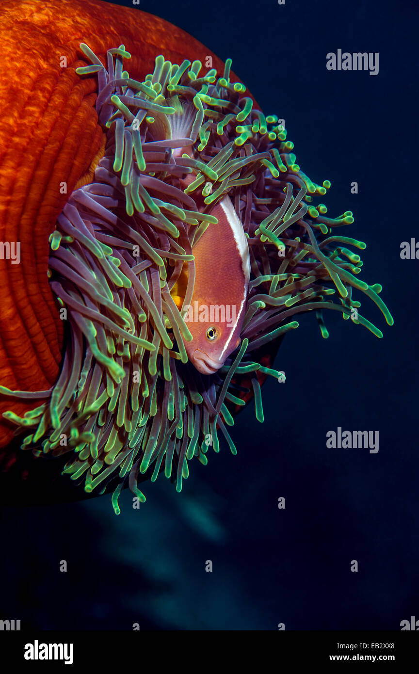 Una skunk anemonefish nadar entre los tentáculos de su anémona. Foto de stock