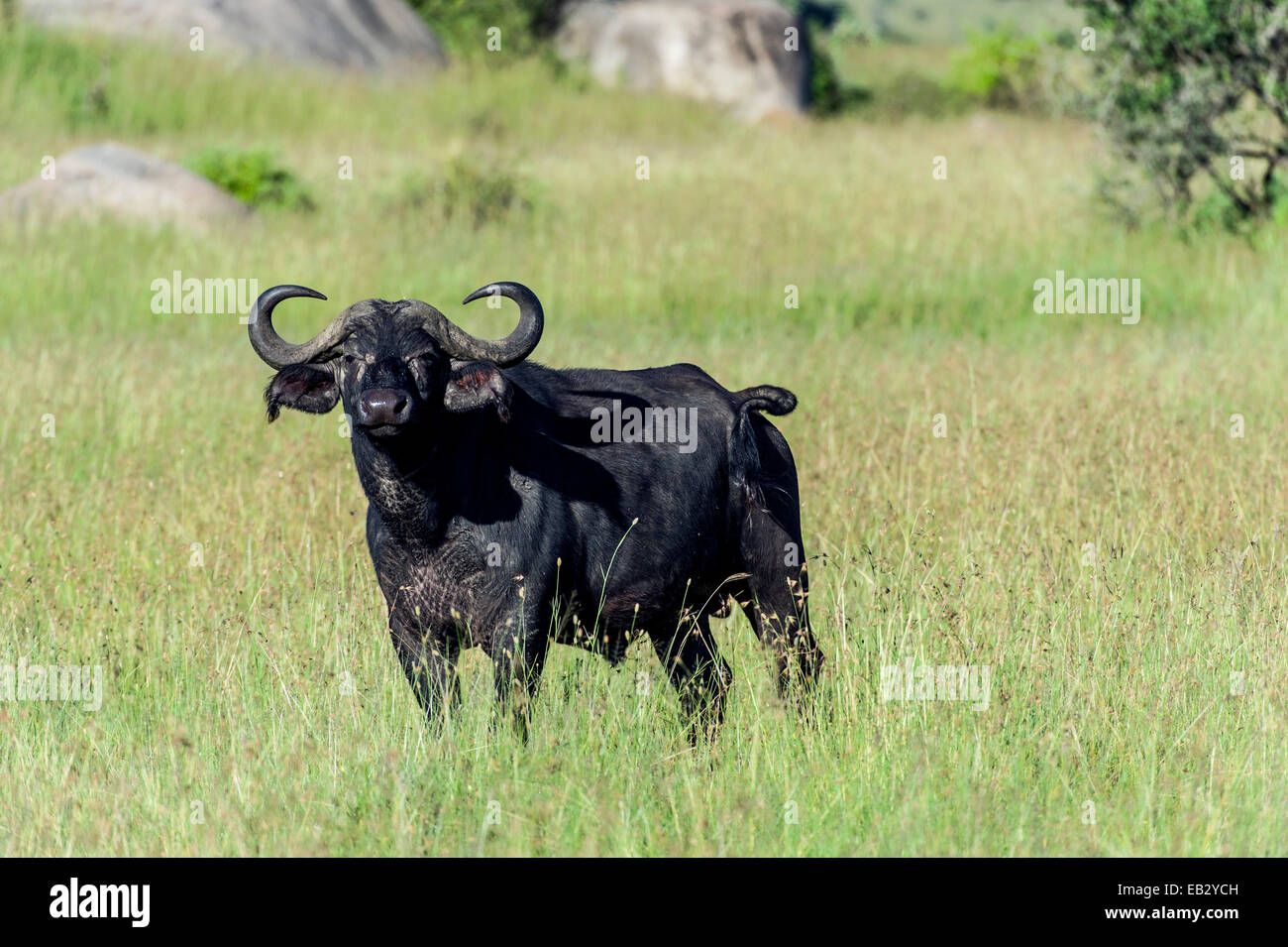 Una alerta el búfalo africano con afilados cuernos de pie sobre una llanura de pastizales. Foto de stock