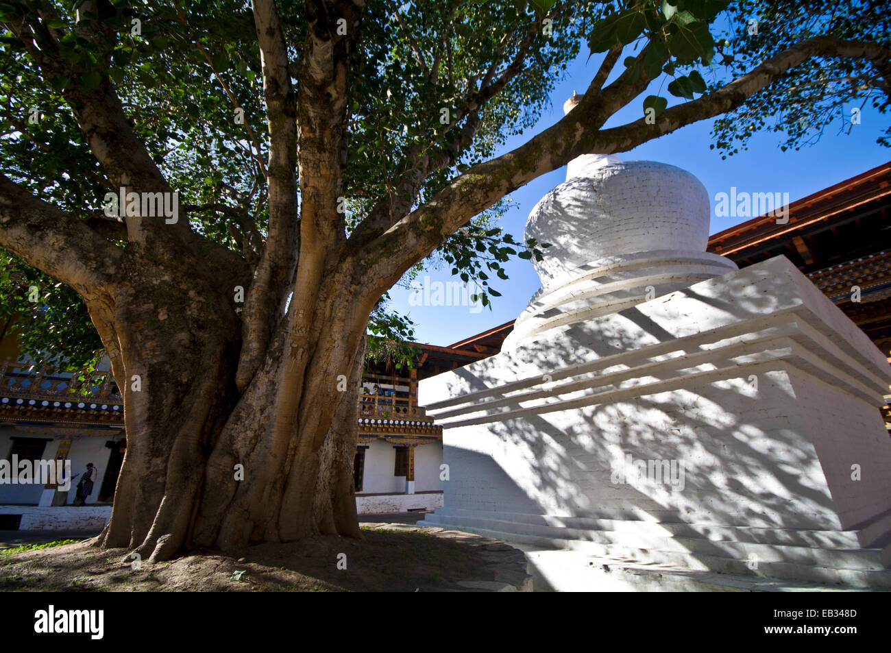 Un antiguo árbol extiende su amplia cubierta sobre un chorten en el patio de un monasterio budista. Foto de stock