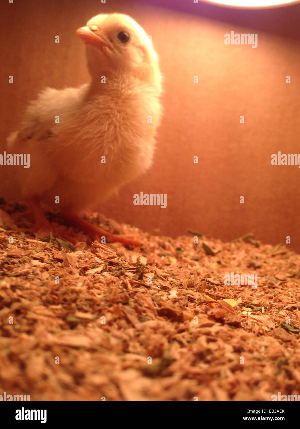 Chick sentados bajo la luz de calentamiento en la casilla Foto de stock