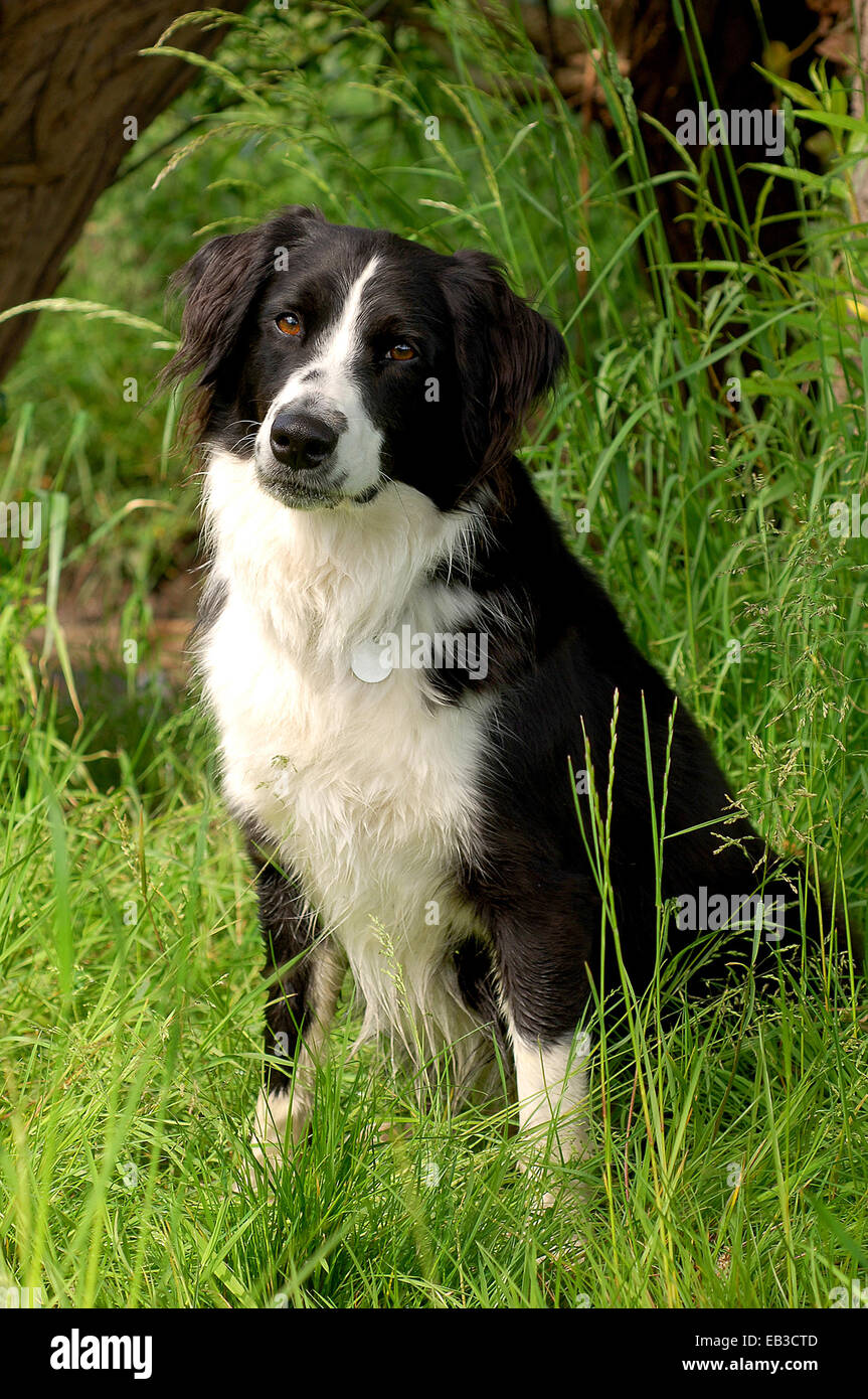 Reino Unido, Inglaterra, el Noroeste de Inglaterra, Dee Heswall, cerca de filmación en blanco y negro perro sentado en la hierba Foto de stock