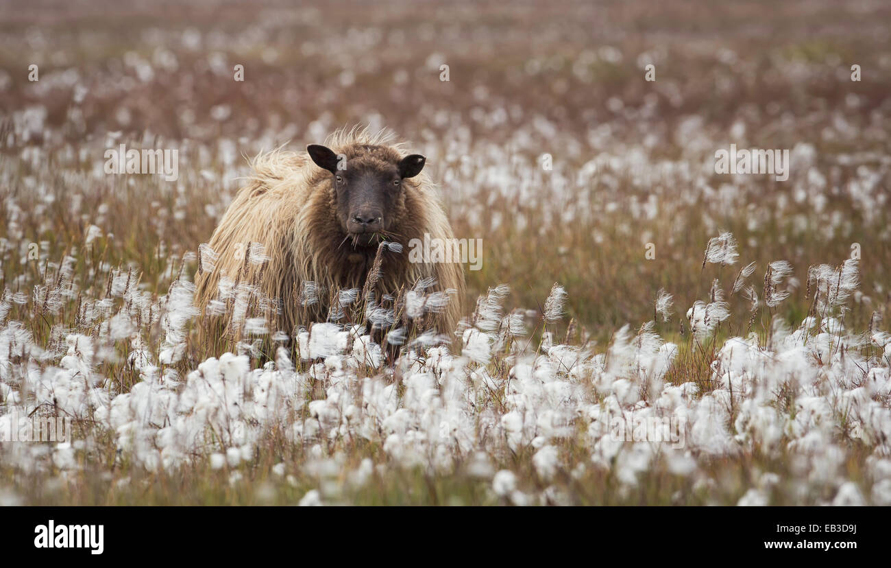 Ovejas en el campo cottongrass solitario, Islandia Foto de stock