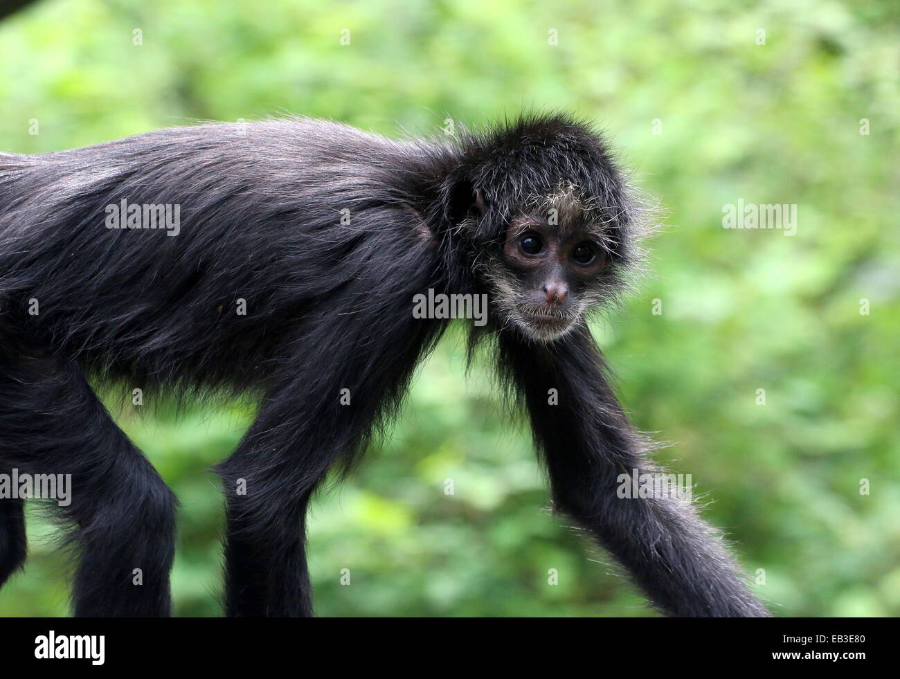 Cabeza negra colombiana mono araña ( Ateles fusciceps robustus) Foto de stock