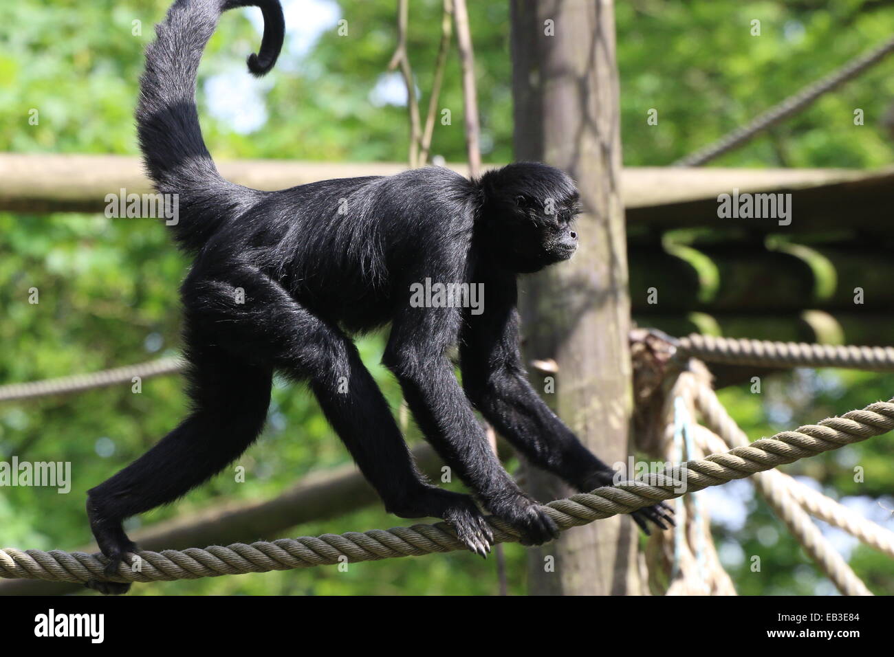 Cabeza negra colombiana mono araña ( Ateles fusciceps robustus) aprender las cuerdas en el zoo de Emmen, Países Bajos Foto de stock