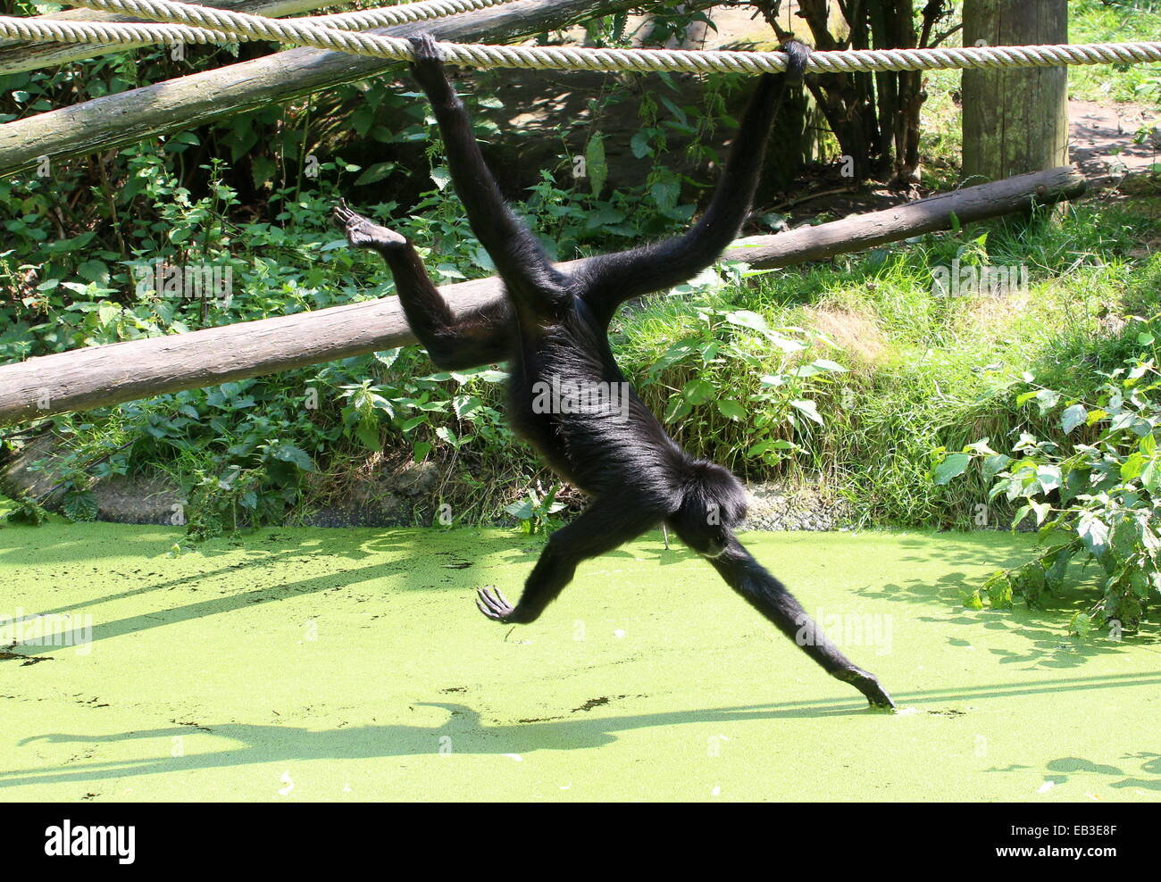 Cabeza negra colombiana mono araña (Ateles fusciceps) colgando de su cola prensil en un Zoo holandés, la recolección de frutas Foto de stock