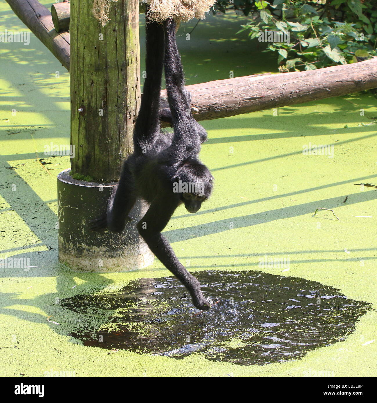 Cabeza negra colombiana mono araña ( Ateles fusciceps robustus) de agua potable en el zoo de Emmen, Países Bajos Foto de stock