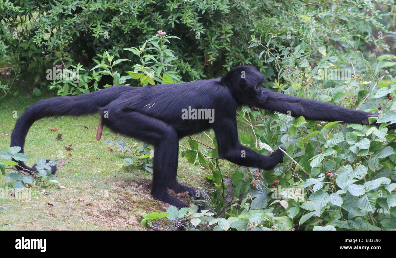 Cabeza negra colombiana mono araña ( Ateles fusciceps robustus) recogiendo moras Foto de stock