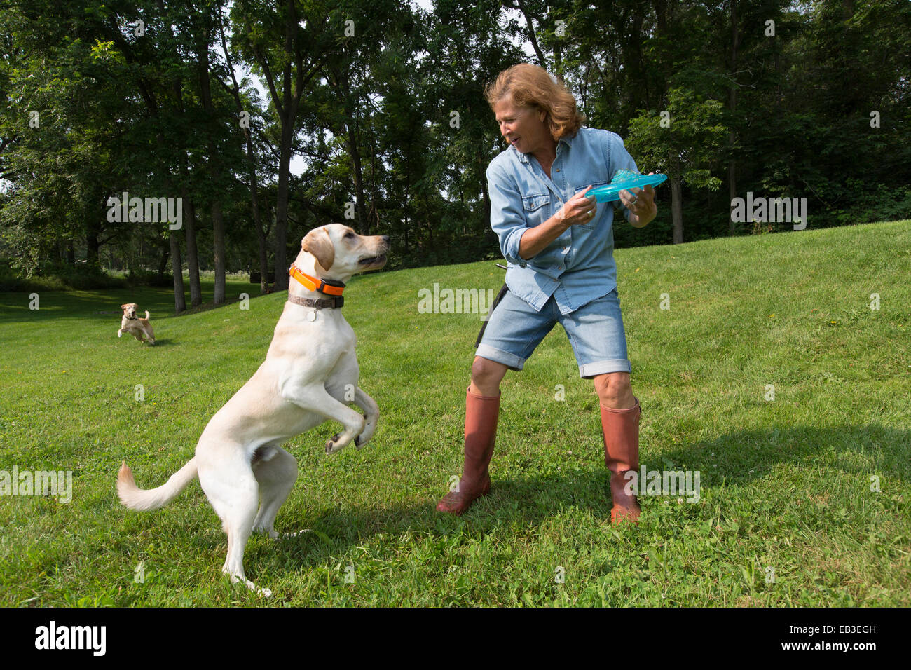 Pequeños Perros En El Parque Fotos, retratos, imágenes y fotografía de  archivo libres de derecho. Image 14036441