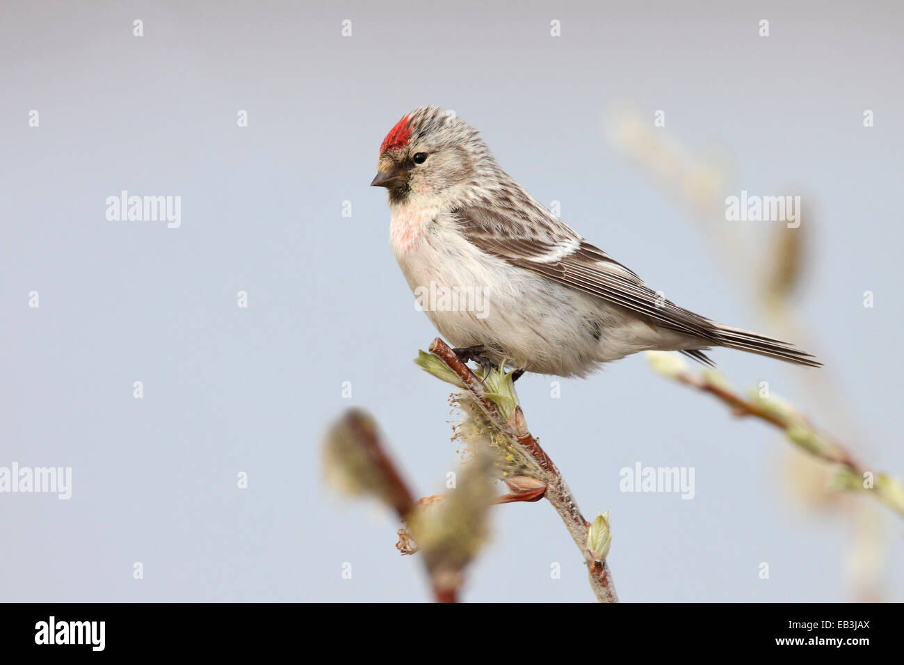 (Ártico) Redpoll canosos - Carduelis hornemanni - cría macho Foto de stock