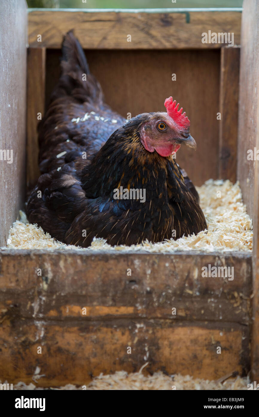 Rango libre negro sentado en huevos de gallina en el gallinero. Foto de stock