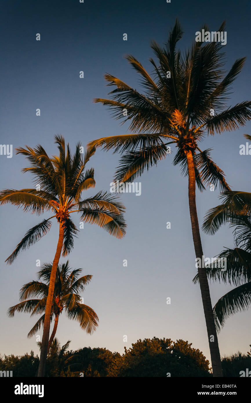 Luz del atardecer en palmeras en Singer Island, Florida. Foto de stock