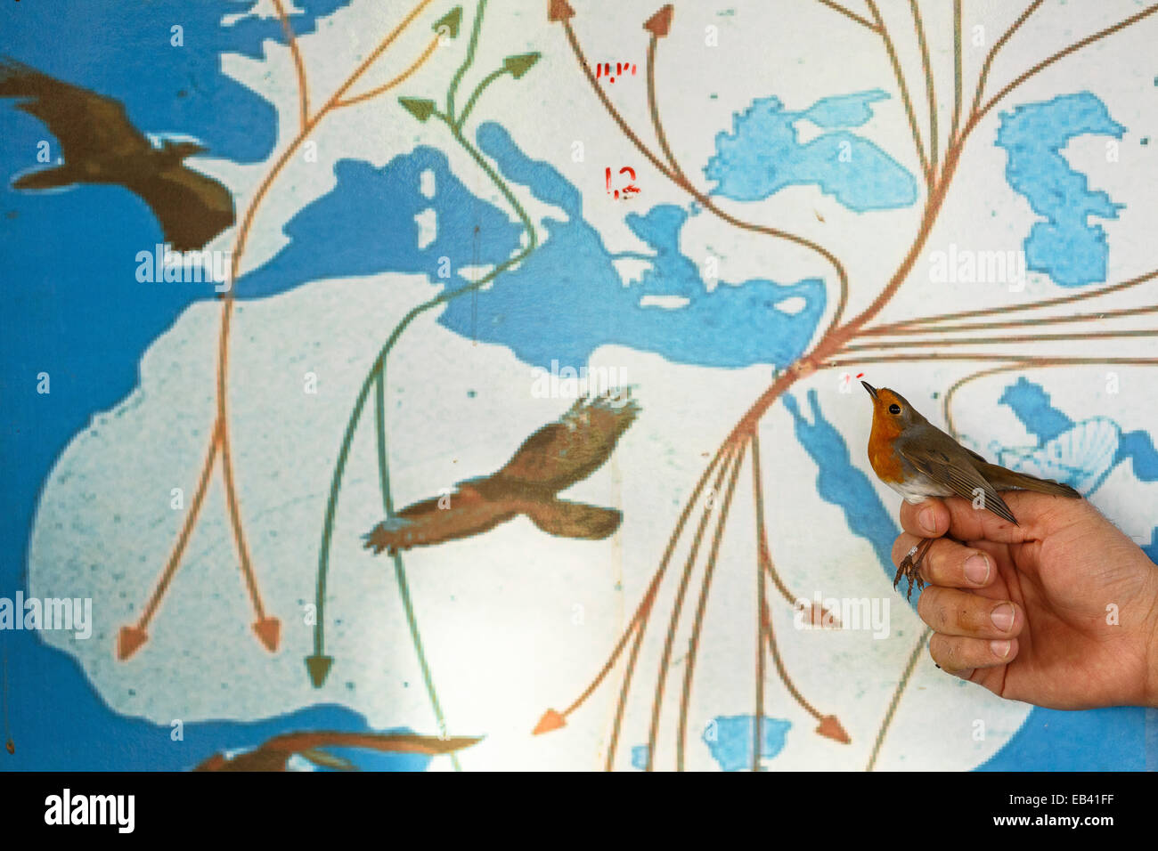 Aves migratorias europeas (robin) y mapa. Estación de anillamiento