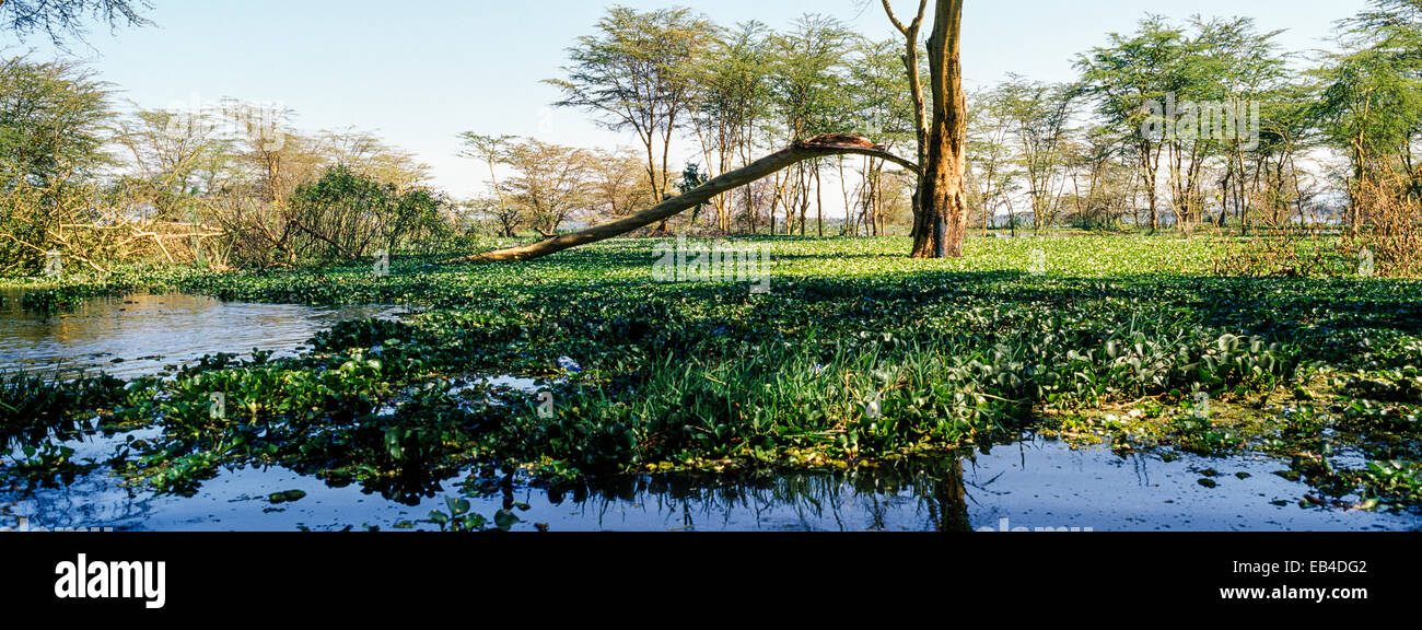Una densa alfombra de jacinto de agua invasivas asfixia la superficie de un lago de agua dulce. Foto de stock