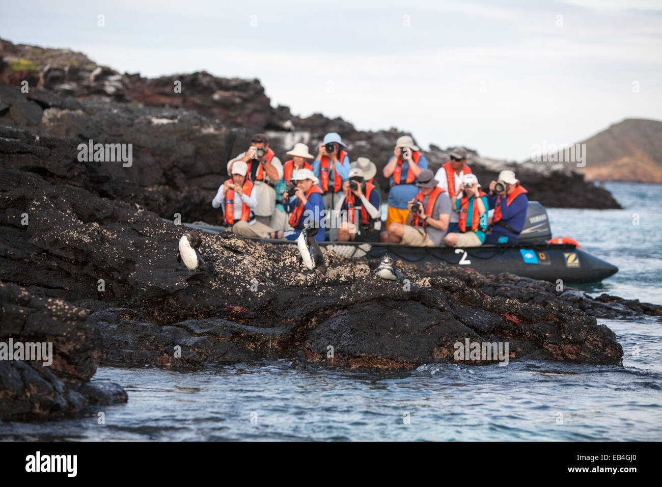 Los turistas observar y fotografiar los pingüinos descansando sobre una roca. Foto de stock