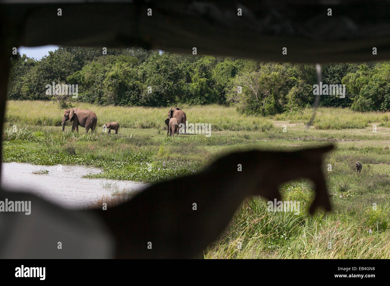 Una guía del safari puntos a través de una ventana a una manada de elefantes y la vida salvaje en la hierba. Foto de stock