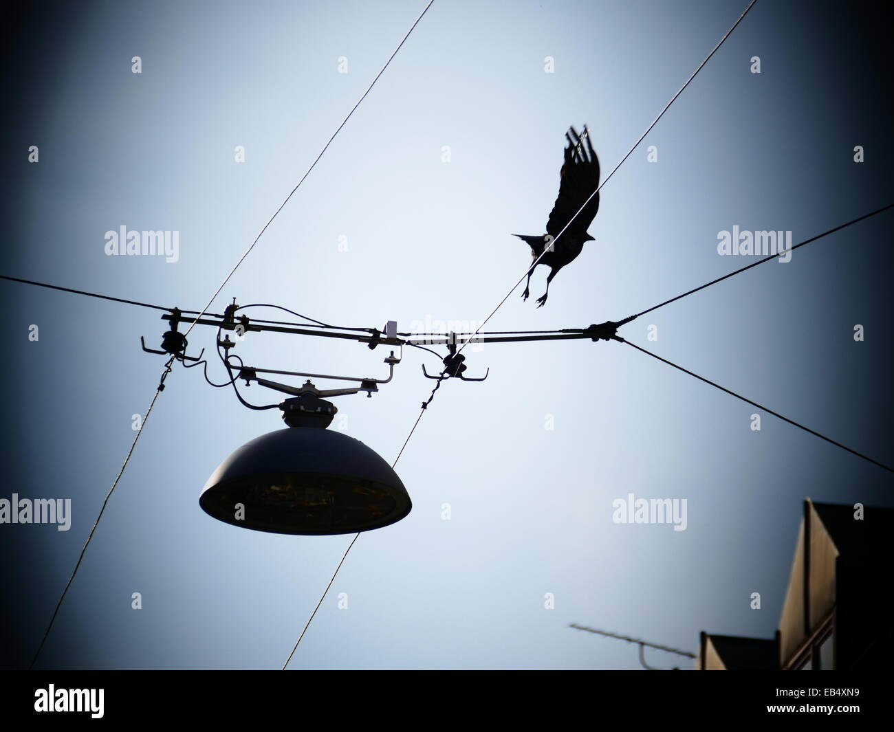 Crow cuervo negro pájaro volando lejos de la línea de cable eléctrico Foto de stock