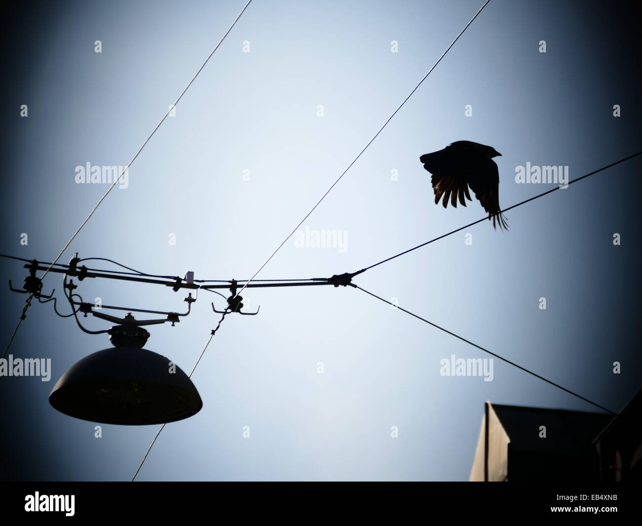 Crow cuervo negro pájaro volando lejos de la línea de cable eléctrico Foto de stock