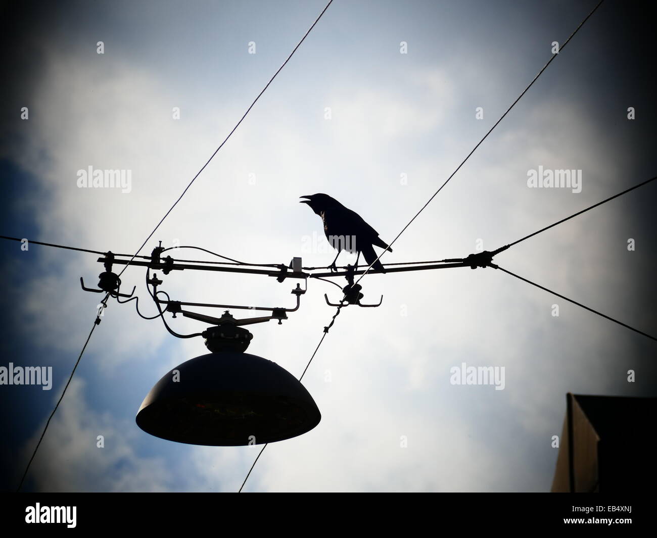 Crow cuervo negro pájaro volando lejos de la línea de cable eléctrico Foto de stock