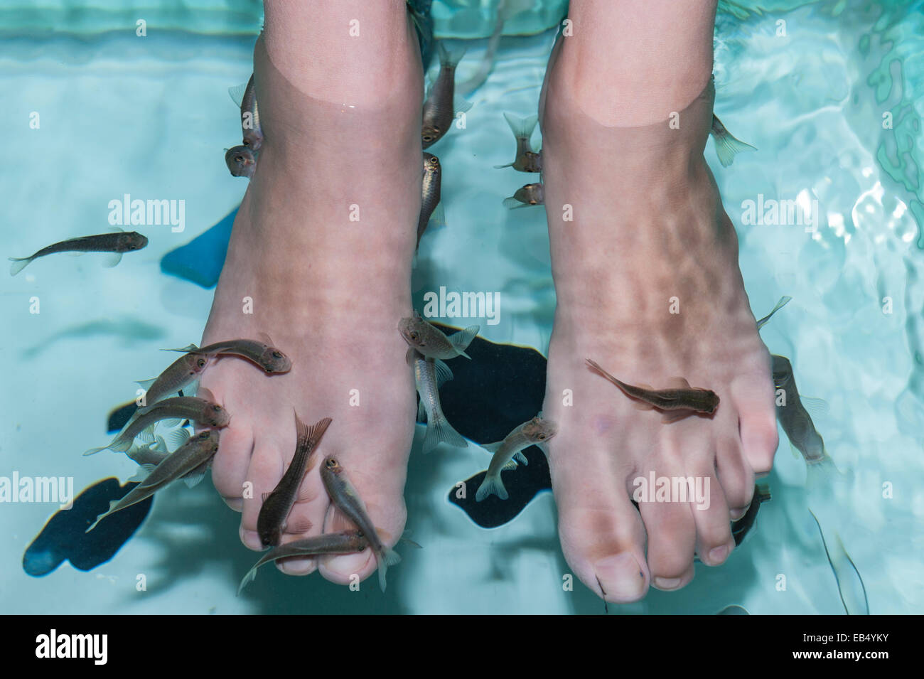 Una mujer relajar sus pies con el tratamiento de terapia de fish spa en el Reino Unido Foto de stock