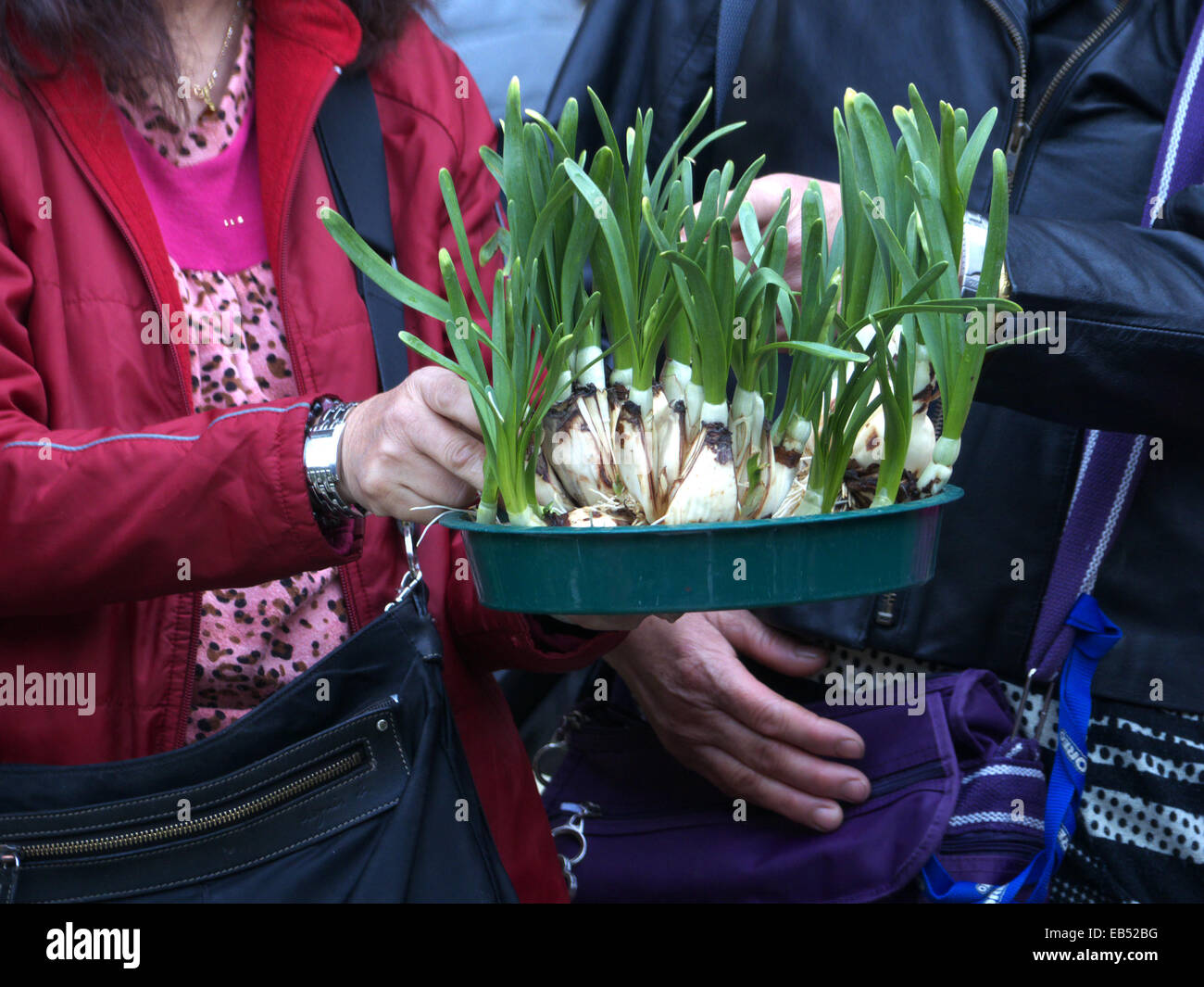 Año Nuevo Lunar chino Hong Kong Fa Yuen Street mujer recogiendo flor Foto de stock