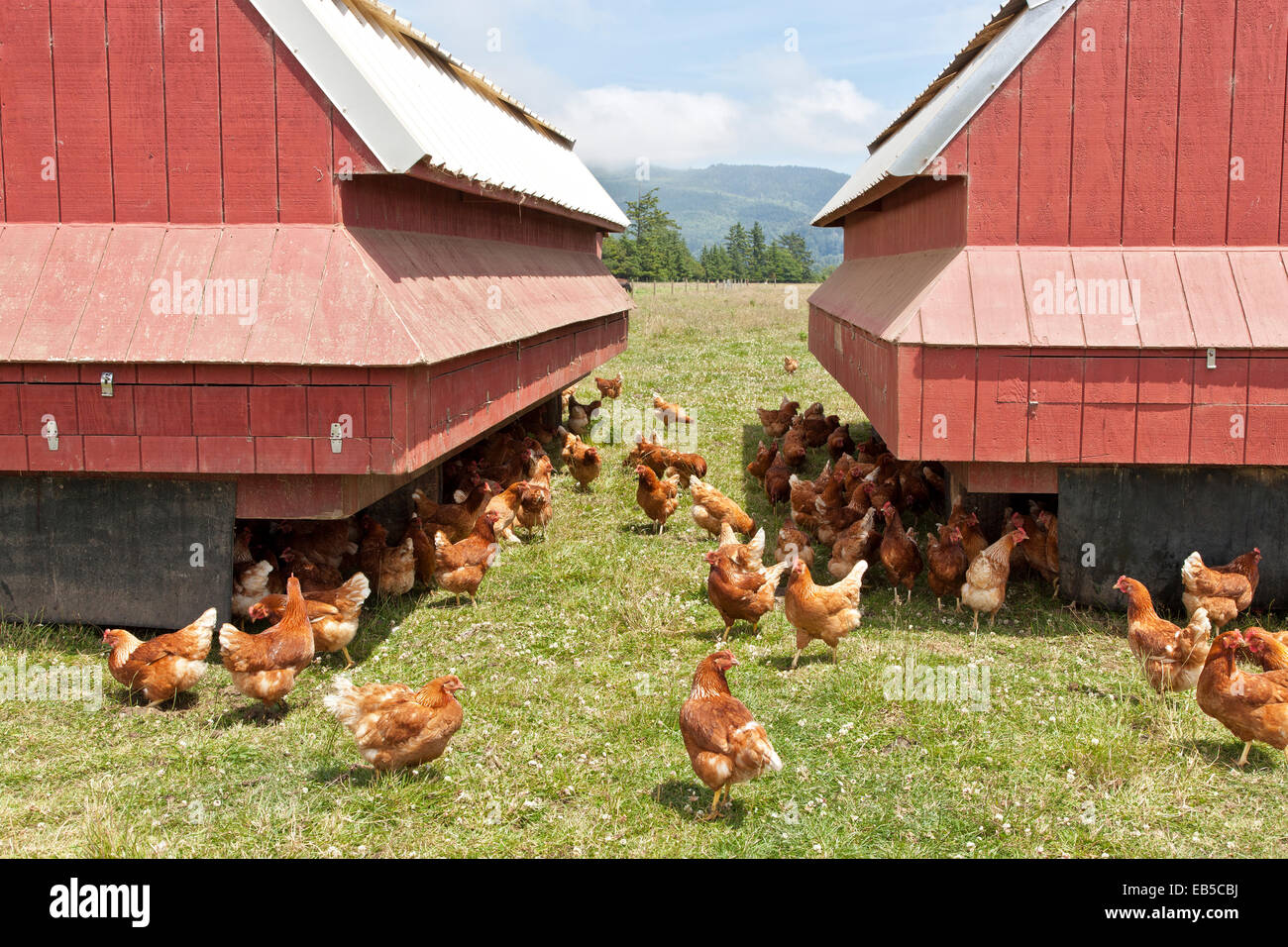 Pollos orgánicos de gama libre, producción de huevos, pastos criados, vivienda portátil. Foto de stock