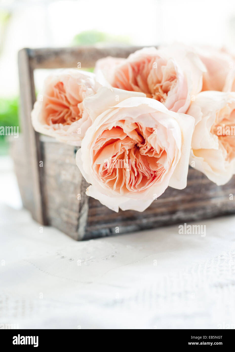 Cortar David Austin rosas inglesas 'Juliet' en una trug Foto de stock