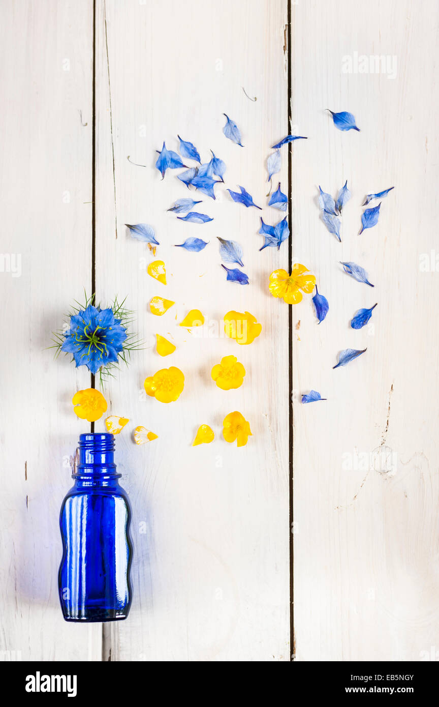 El verano estalla de botella de vidrio azul cobalto: buttercup flores y nigella flores en placa de madera blanca Foto de stock
