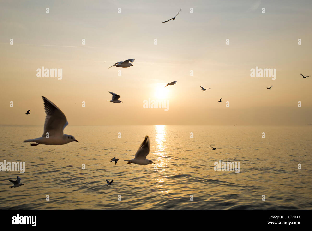 Las aves volando sobre el mar al atardecer Foto de stock