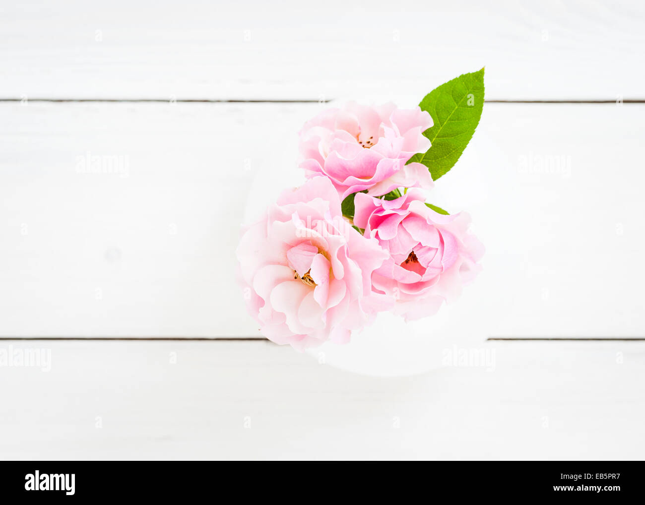 Spray rosa rosas en un jarrón sobre un telón de fondo blanco Foto de stock
