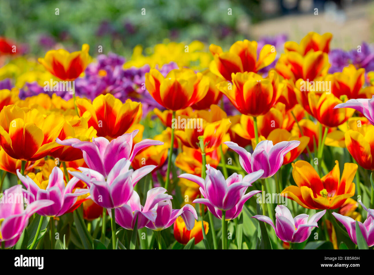 Los tulipanes; flores; primavera; UK Foto de stock