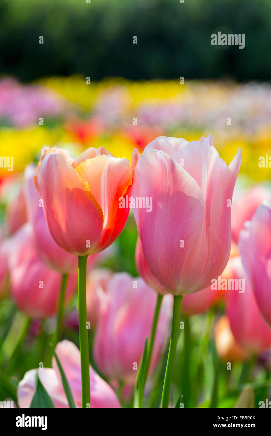 Los tulipanes; flores; primavera; UK Foto de stock