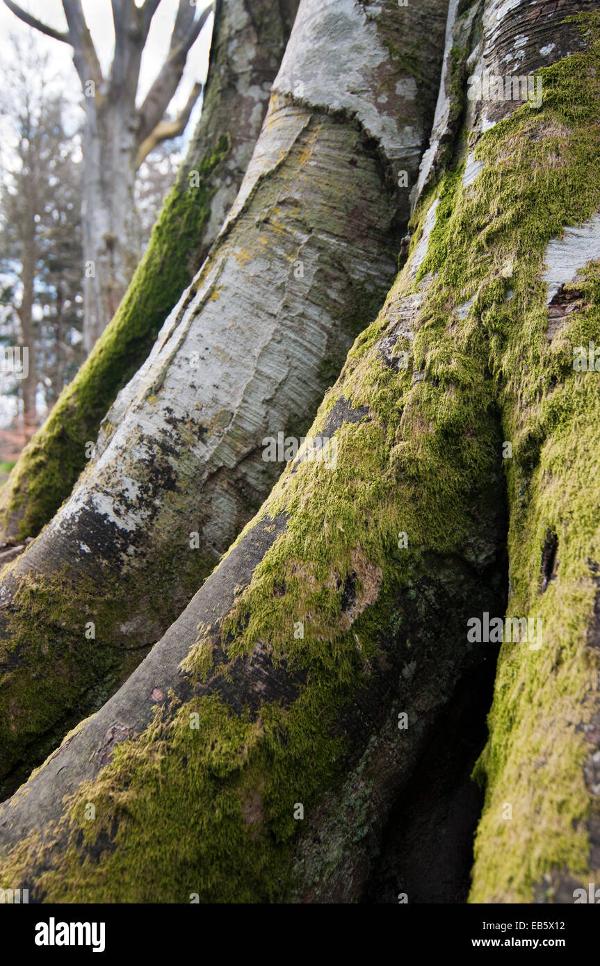 Moss (bryophyta spp) crecen en árboles de haya (Fagus sylvatica) Foto de stock