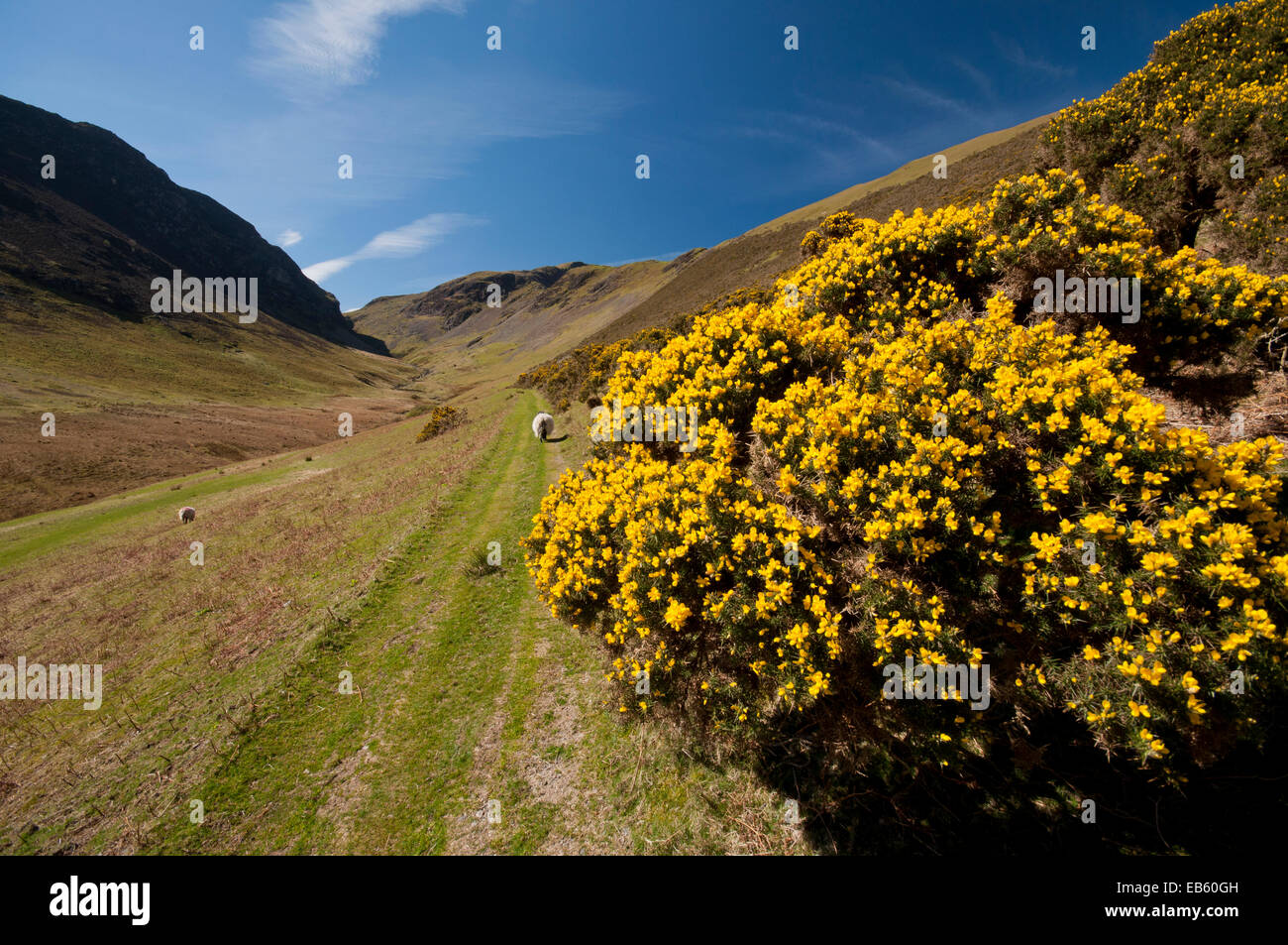 El Newlands Valley en el Lake District National Park. Robinson es visto dominando el valle. Foto de stock