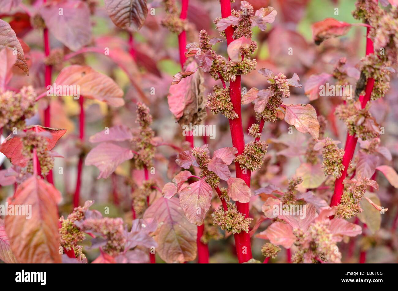 Amaranto (Amaranthus lividus var. Rubrum) Foto de stock