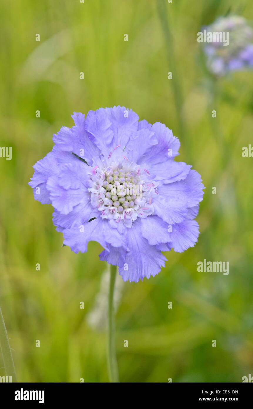 Acerico caucásica flor (scabiosa caucasica "blauer atlas") Foto de stock
