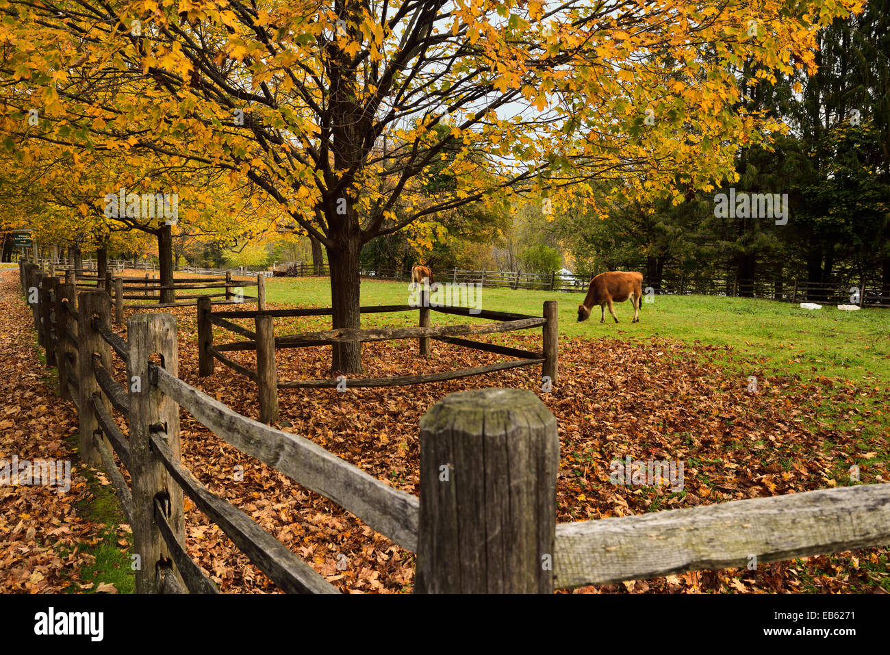 Las vacas lecheras en el paddock en billings farm y el museo en el otoño en Woodstock Vermont, EE.UU. Foto de stock