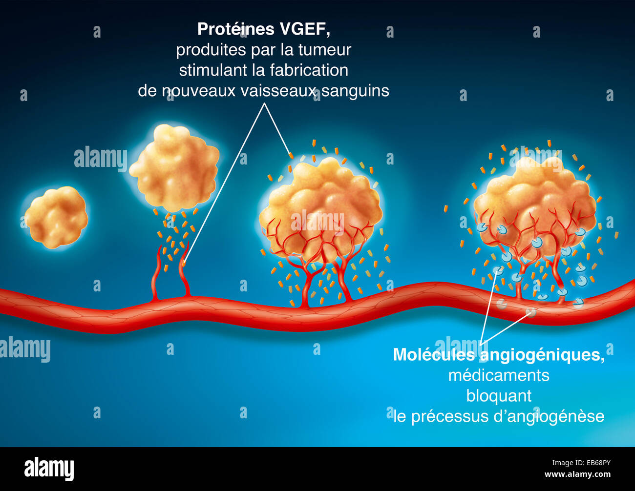 Tumoral Angiogenesis Fotos e Imágenes de stock Alamy