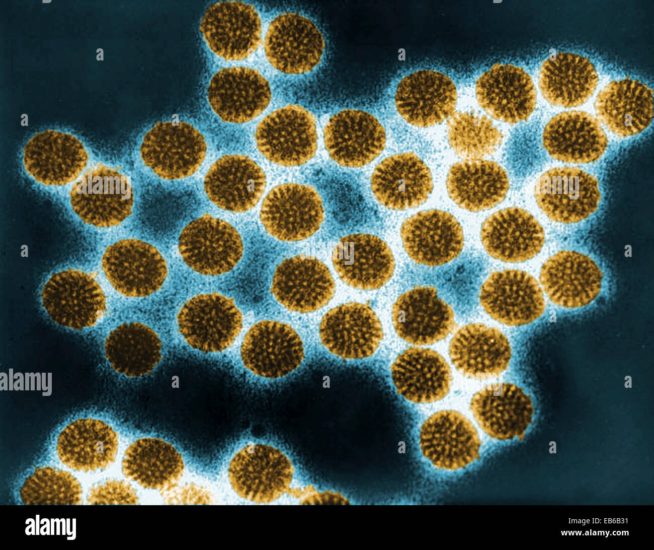 Rotavirus microscopio fotografías e imágenes de alta resolución Alamy