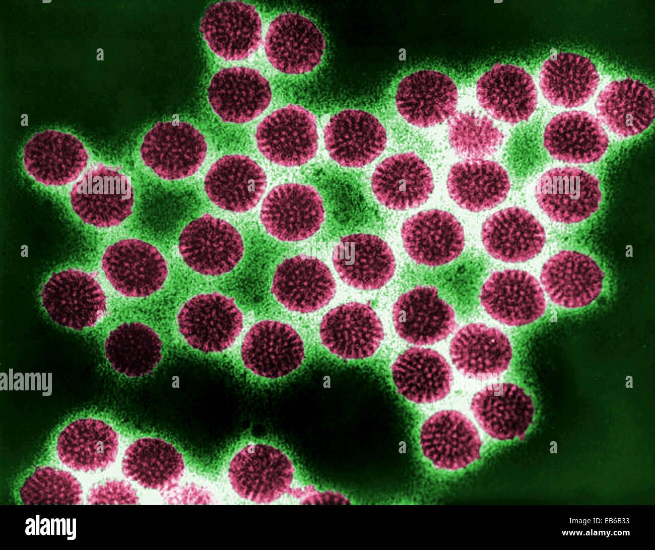 Rotavirus microscopio fotografías e imágenes de alta resolución Alamy