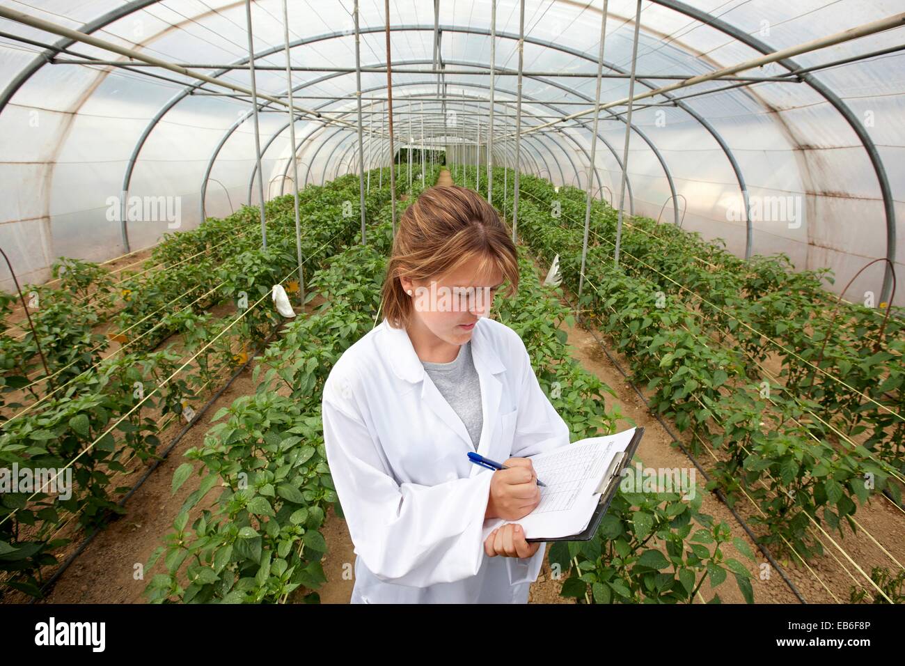 La biofumigación test: supervisión de las plantas de pimientos de Gernika infectados Neiker Tecnalia Instituto de investigaci-n y Desarrollo Agrario Foto de stock