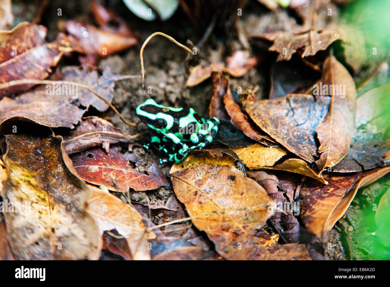 Verde y negro Poison Dart Frog Dendrobates auratus, Costa Rica. Foto de stock