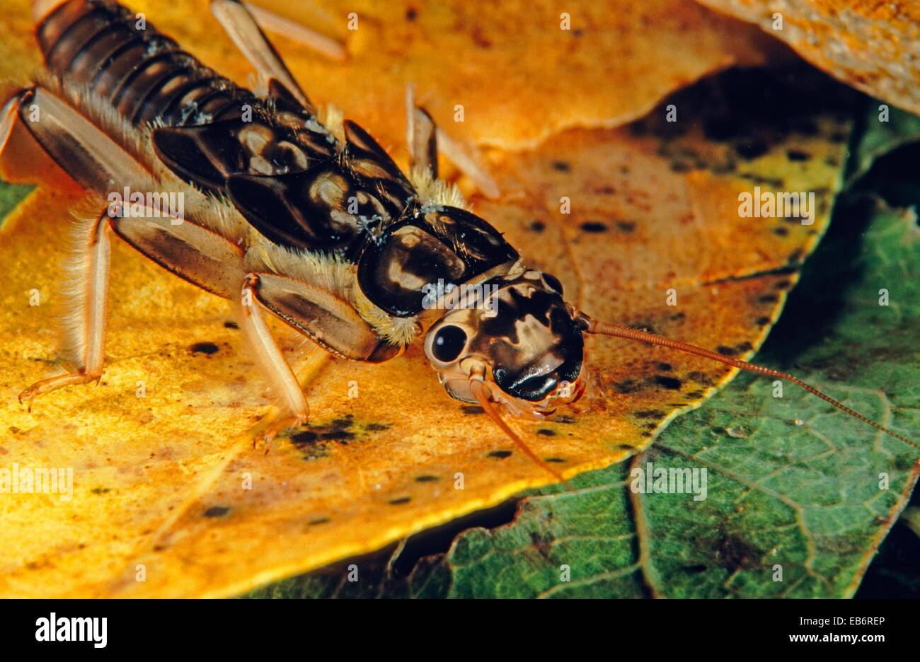 Ríos de agua dulce de artrópodos insectos acuáticos, Stonefly Perla madritensis té de Río, Galicia, España Foto de stock