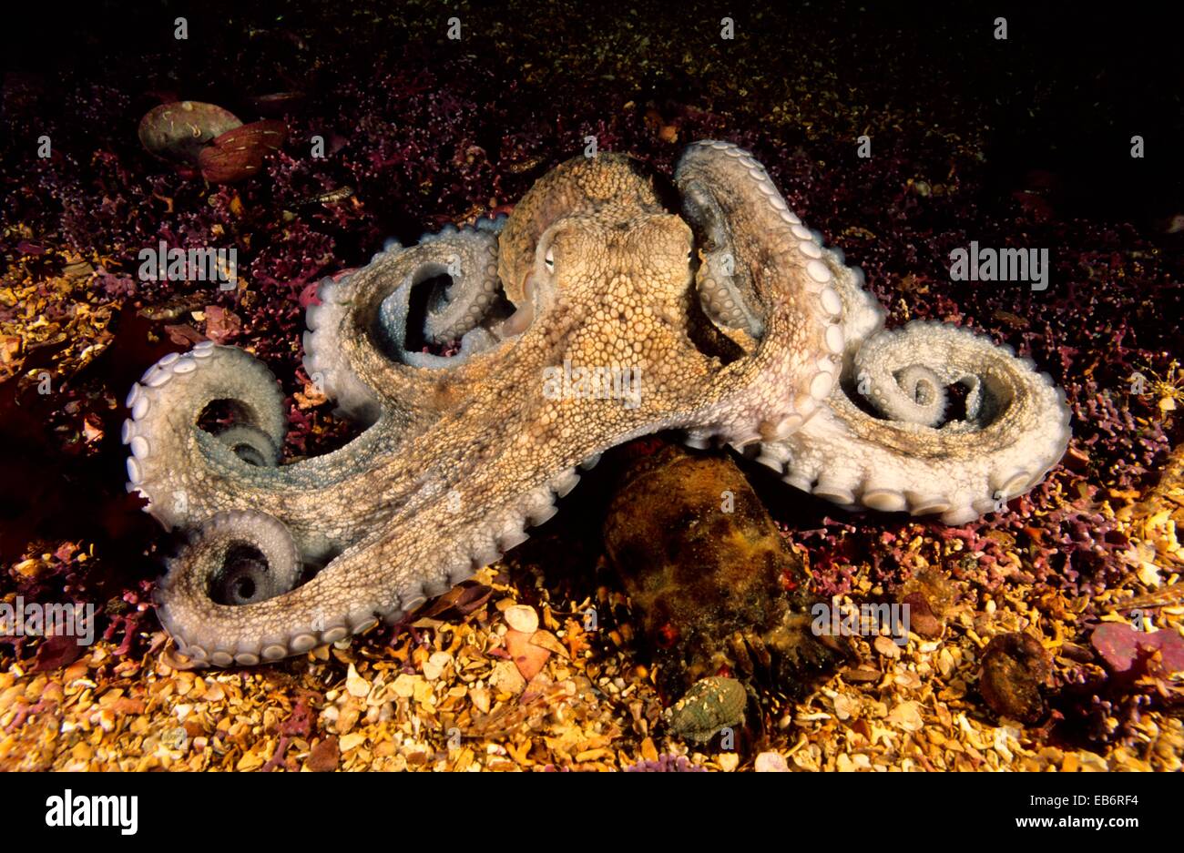Pulpo Octopus vulgaris devorando poco Cape Town Scyllarus arctus langosta del Atlántico oriental, Galicia, España Foto de stock